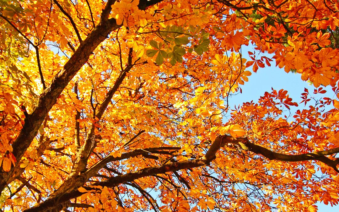 Autumn Budget 2025 – What It Means for Estate Planning